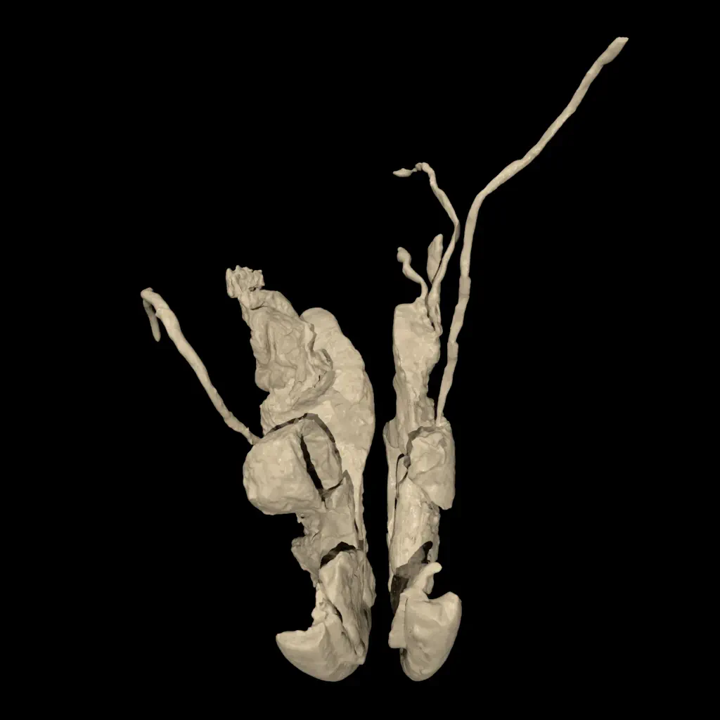 DigitalFemaleRepro icon