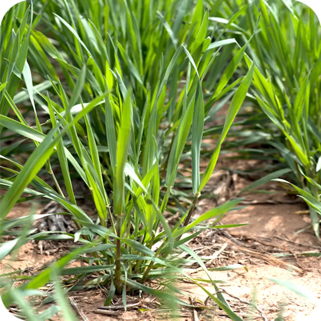 Growing Degree Days Calculator icon