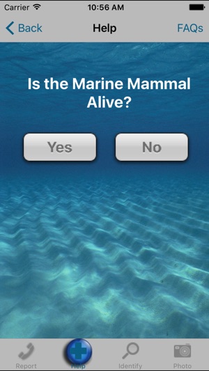 Dolphin & Whale 911 screenshot 3 of 4