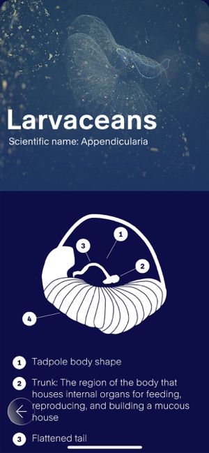 FathomVerse screenshot 3 of 36