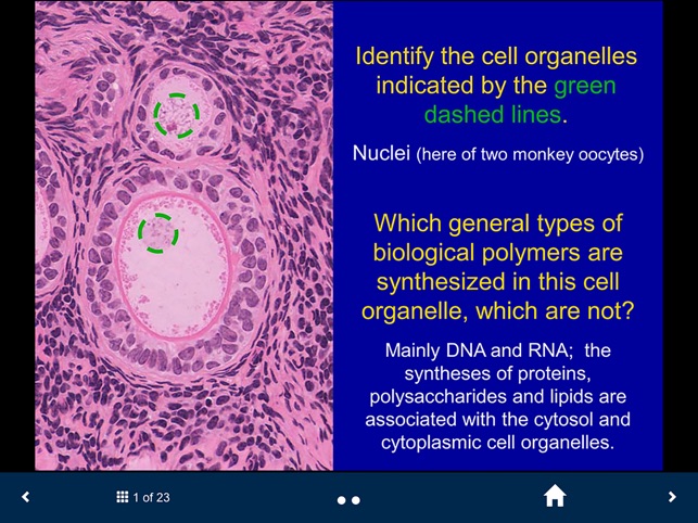 Histology - Basic Tissues screenshot 2 of 25