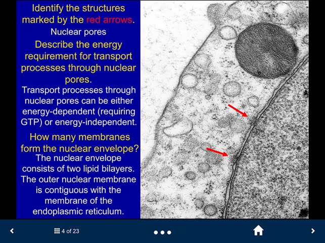 Histology - Basic Tissues screenshot 3 of 25