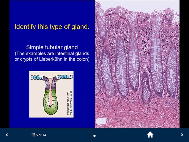 Histology - Basic Tissues screenshot 4 of 25