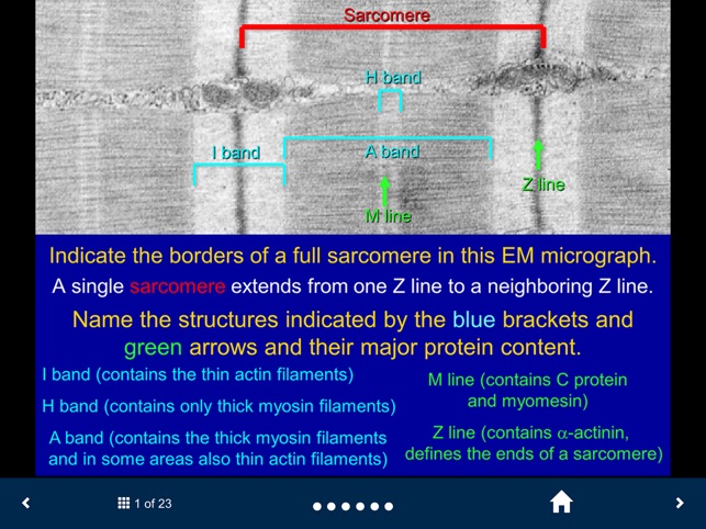 Histology - Basic Tissues screenshot 5 of 25