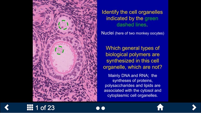 Histology - Basic Tissues screenshot 7 of 25