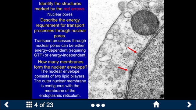 Histology - Basic Tissues screenshot 8 of 25