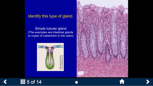 Histology - Basic Tissues screenshot 9 of 25