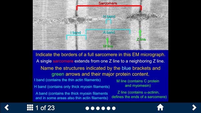 Histology - Basic Tissues screenshot 10 of 25