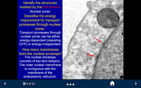 Histology - Basic Tissues screenshot 13 of 25