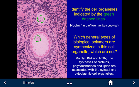 Histology - Basic Tissues screenshot 17 of 25