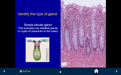 Histology - Basic Tissues screenshot 19 of 25
