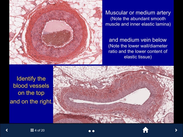 Histology Complete -SecondLook screenshot 3 of 10