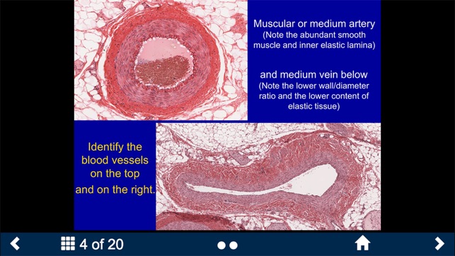 Histology Complete -SecondLook screenshot 8 of 10