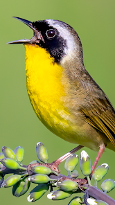 Merlin Bird ID by Cornell Lab screenshot 10 of 16