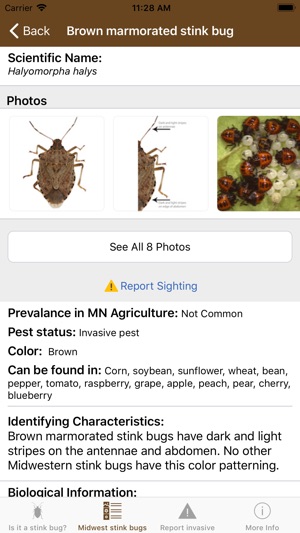 Midwest Stink Bug screenshot 3 of 6