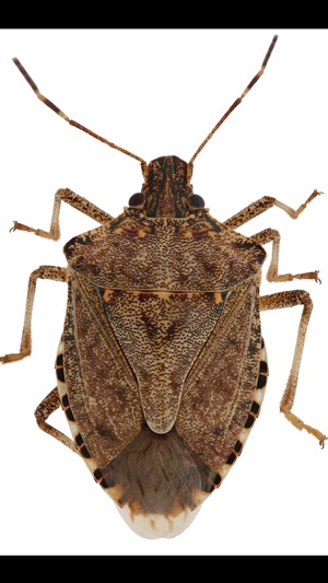 Midwest Stink Bug screenshot 4 of 6