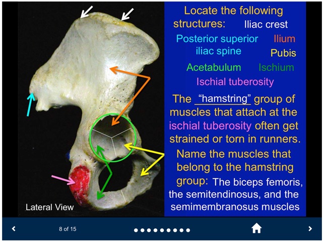 MSK Anatomy - SecondLook screenshot 3 of 10
