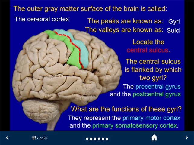 Neuroanatomy - SecondLook screenshot 2 of 10