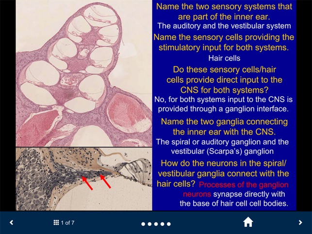 Neuroanatomy - SecondLook screenshot 3 of 10