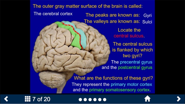 Neuroanatomy - SecondLook screenshot 7 of 10