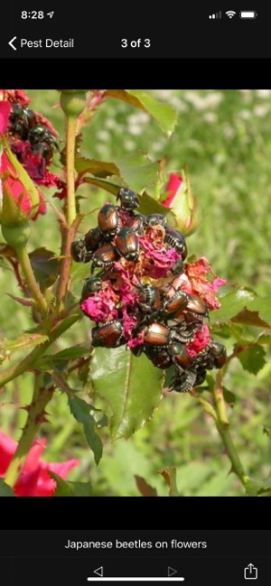 Purdue Shrub Doctor screenshot 4 of 10