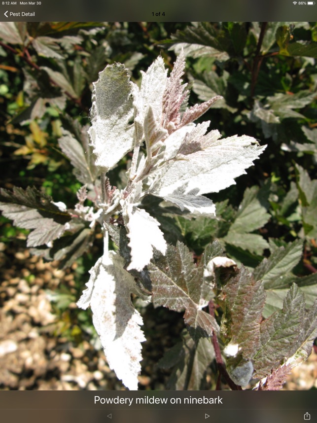 Purdue Shrub Doctor screenshot 8 of 10