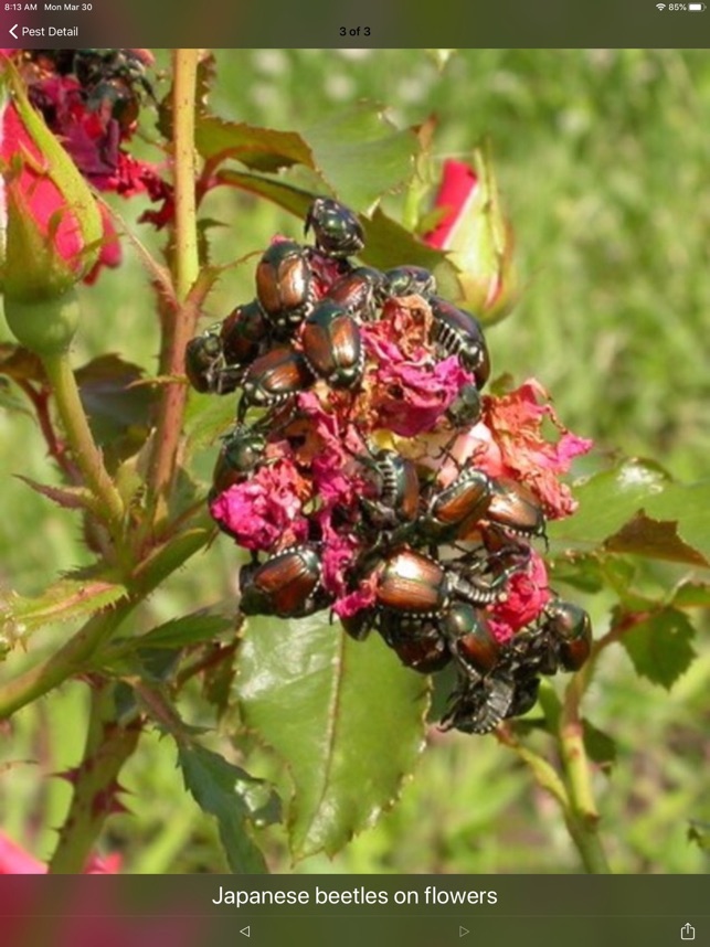 Purdue Shrub Doctor screenshot 9 of 10