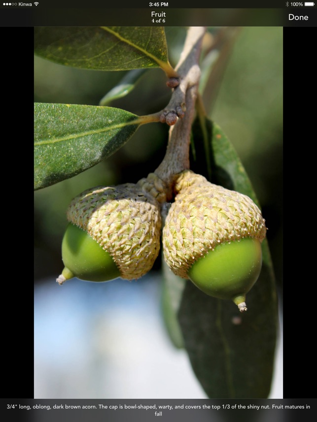 Trees: North & Central Florida screenshot 4 of 10