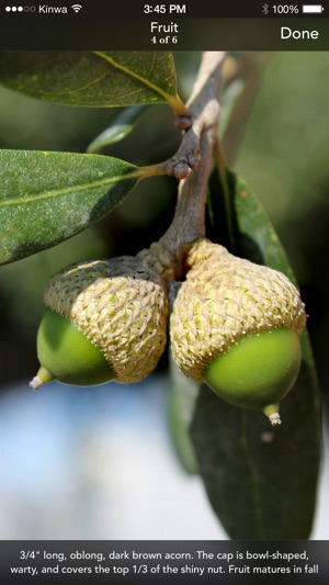Trees: North & Central Florida screenshot 9 of 10