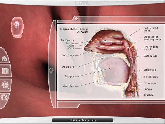 Upper Respiratory Virtual Lab screenshot 3 of 4