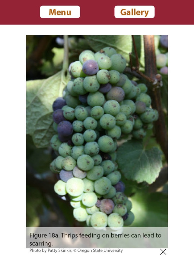 Vineyard Growth screenshot 1 of 6