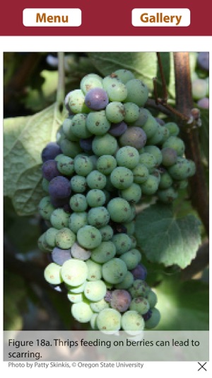 Vineyard Growth screenshot 4 of 6