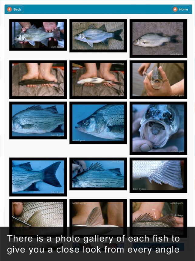 WI Fish ID screenshot 5 of 10