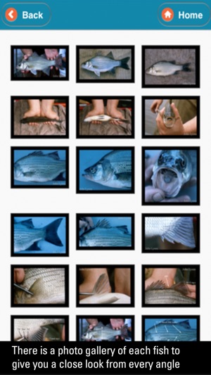 WI Fish ID screenshot 10 of 10